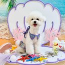 놀러오개 애견유치원 애견호텔 동대문점 이미지