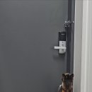 십앐. 고양이가 현관문 여는법 터득함 이미지