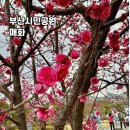 성지초등학교 | 부산 가볼만한곳 시민공원 매화 실시간 미로정원 동백 봄 산책 명소