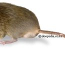 현대방제