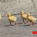 명동오리 이미지