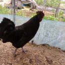 현내농장 이미지