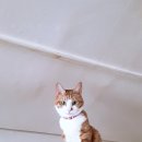 메이키너