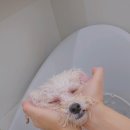 꼼꼼하개 이미지