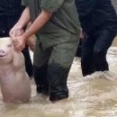 합천제일돼지국밥밀면 이미지