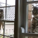 고양이집사 이미지