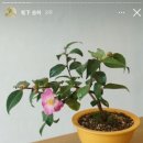 식물작업실송하