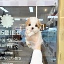 플라워퍼피 이미지