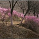 진달래공원 이미지