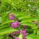 느티나무피시방 이미지