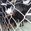 강진흑염소 이미지