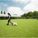 강성호 반려견 스쿨 이미지