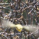 동박새(Japanese white-eye) 이미지