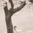 (버스)평택대학교 | 국내 전국 벚꽃명소 군항제부터 골정지까지 직접 가본 후기