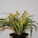 들꽃피는 이미지