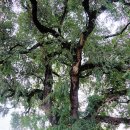 고평경로당 이미지