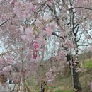 수양회관 | 경남 거창 벚꽃명소 임불마을 수양벚꽃길 실시간 후기 주차 가는법