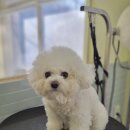 포테이토 독 이미지