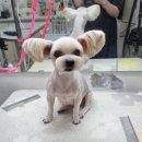 김언니 펫살롱 이미지