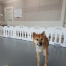 스테디독 이미지