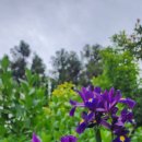 에그리나 이미지