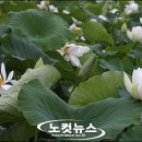 금당백련 이미지