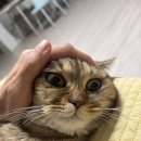 몰리스펫샵(스타필드 하남) | 하남스타필드 애견용품샵 몰리스펫샵 스타필드하남점