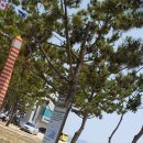 보성다비치콘도 이미지