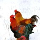 차령산맥 이미지