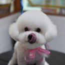 루이 펫 살롱 이미지