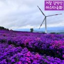 저단57 | 경상남도 거창 감악산 풍력단지 아스타국화