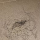 일루젼 | 펌·염색으로 망가진 머릿결 구원템, 어거스트일루젼 너리싱 트리트먼트 샴푸 후기