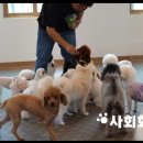 왕짱 애견스쿨 이미지