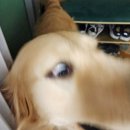 개팔상팔 이미지