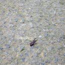 스윗트리펜션 | 양평 가족펜션) 스윗트리 펜션 후기