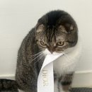 마금장 | 디올 레이디백 스몰 프로포즈백 마보필 보호필름 붙이기