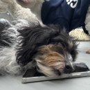 멍스쿨 전주애견유치원 애견호텔 이미지