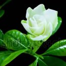 Slim Whitman - - - - EDELWEISS 이미지