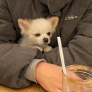 가평한옥애견펜션 이미지