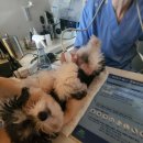 새롬켄넬 이미지