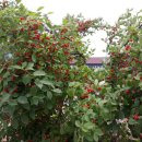 강천산 도라지골 이미지