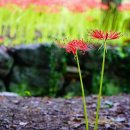 철길농장 이미지