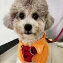 시루 반려견 미용 이미지