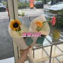 플로시아 이미지