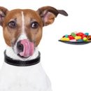 해든고양이병원 이미지