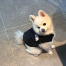 패션나라 | 더도그페이스 조끼 강아지 패딩 후리스 , 반려견 패션 내돈내산 후기 (폼피츠 4.2kg 착창샷)