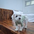 마일랑관광펜션 | 포항 애견동반 펜션, 오션뷰에 운동장까지 있는 화이트7 애견풀빌라 솔직후기