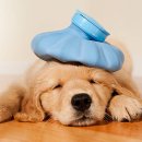 형제동물의료센터 이미지