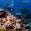 더월(The wall) 이미지