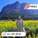 성산구 ⓐ-28 | 제주 여행의 끝판왕! 산방산 유채꽃 명소 다녀온 감동 2배 후기 및 개화시기 정보